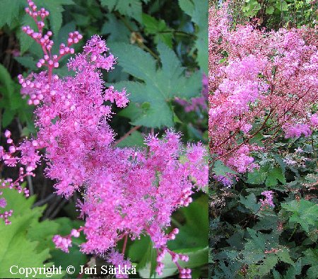 Filipendula multijuga